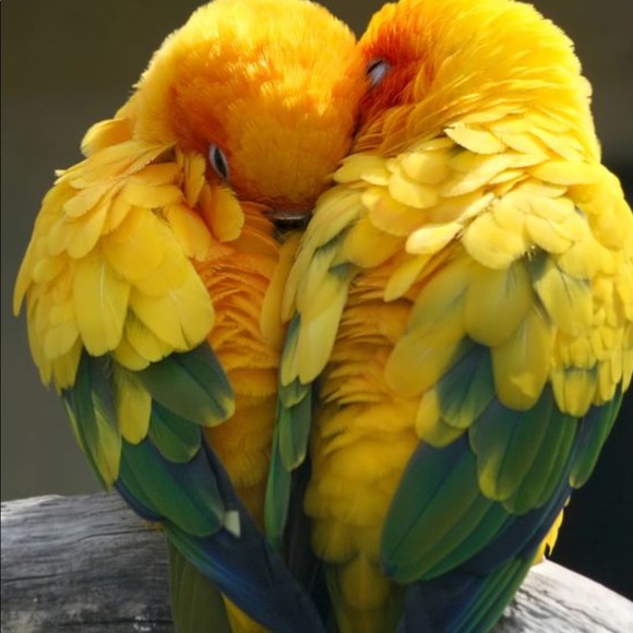 Kate Spade Parrot Passport Holder - Picture 9 of 9